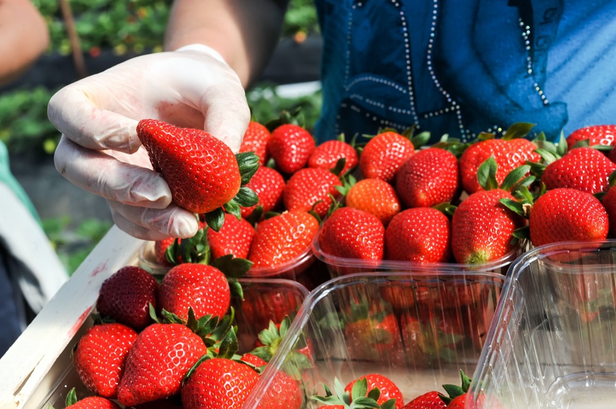 Immigrant seasonal farmworkers pick and package strawberries directly into boxes