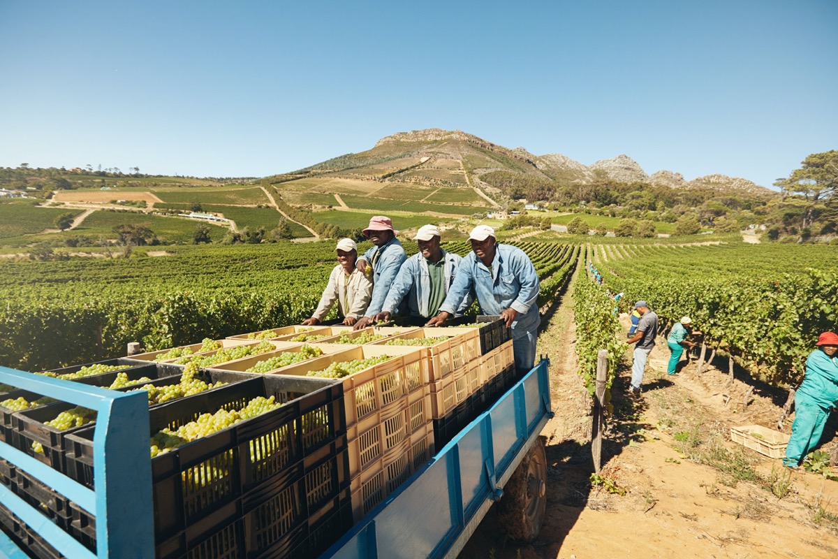 Farmworkers loading boxes of grapes on a tractor trailer after harvesting.