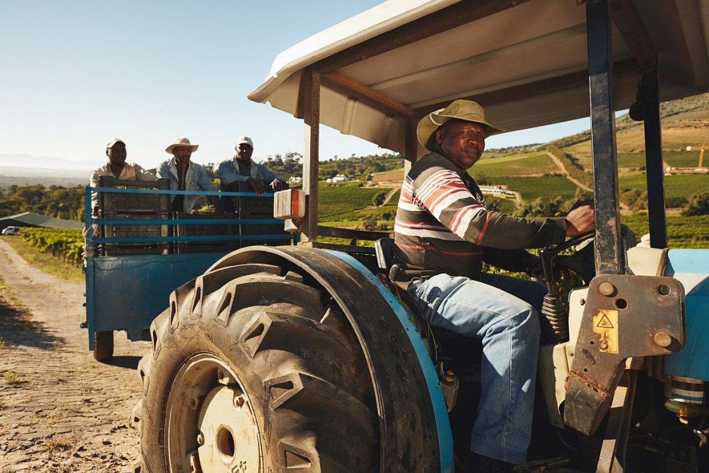 African man driving a tractor with harvested grapes. Vineyard worker taking grapes to wine manufacturer. Delivering grapes from farm to wine factory for making wine.