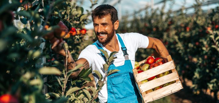 Farm workers picking apples; Mid-2023-Worker-Wins concept
