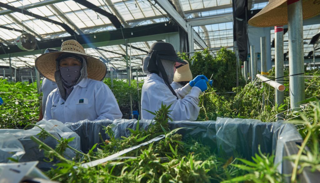 Workers harvesting cannabis in greenhouse; cannabis industry workers concept
